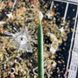Тонкі макані воскові свічки Зелені 27 см BVOSK-mak-27-3 BVOSK-mak-27-3 фото 2